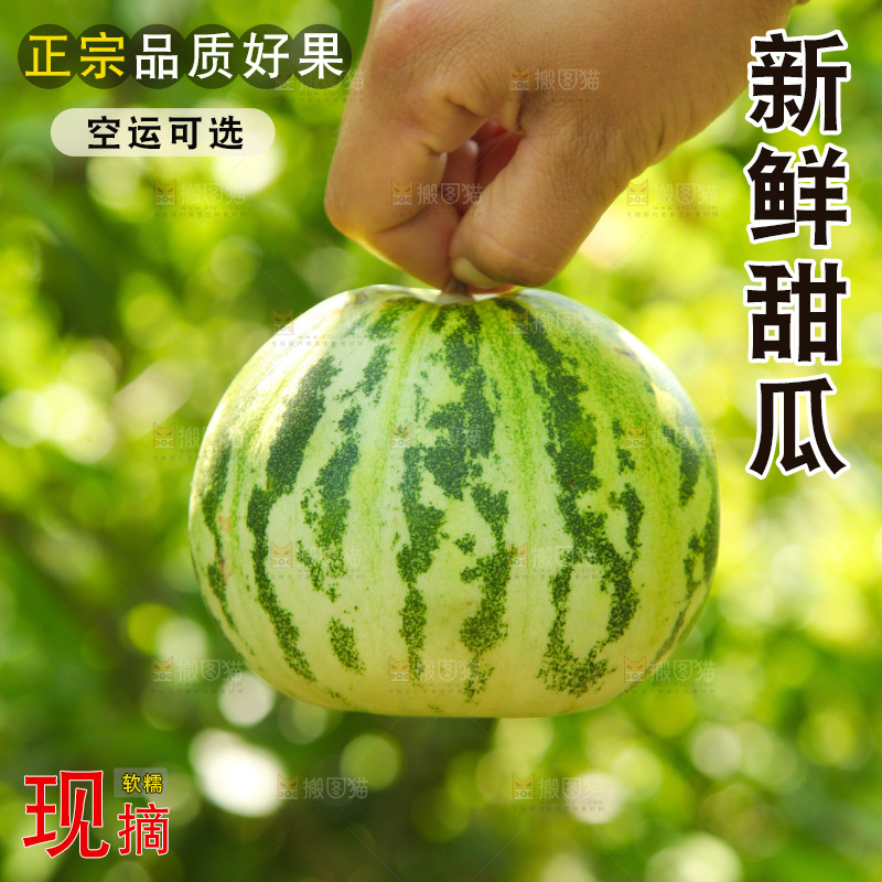 手里拿着花蕾甜瓜