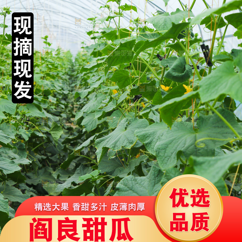 大棚阎良甜瓜种植基地