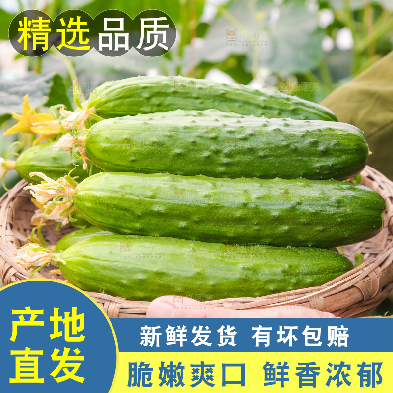 手里端着一篮刺黄瓜