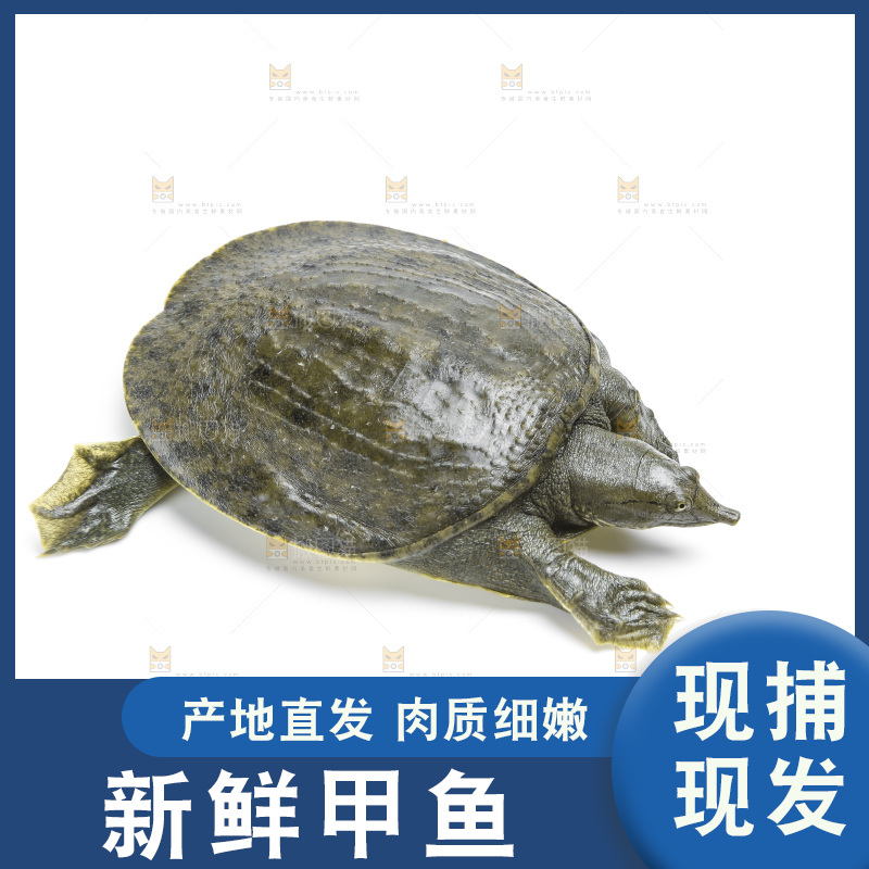 白底上放着甲鱼