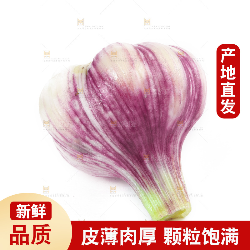 白底上的紫皮大蒜