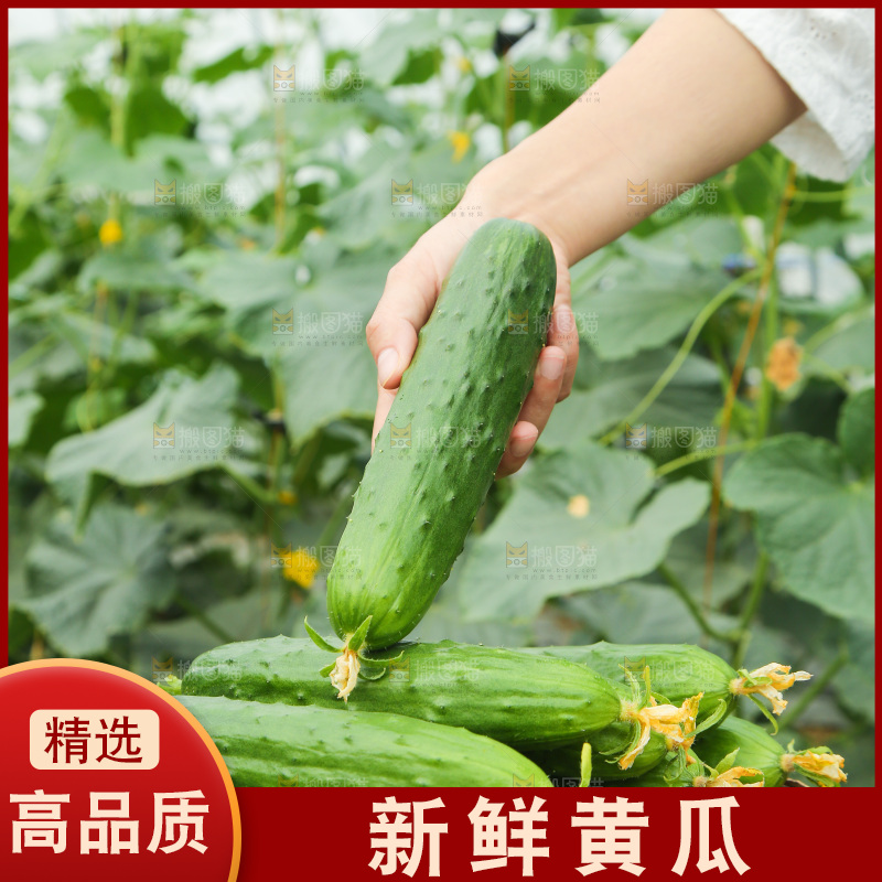 一篮新鲜旱黄瓜