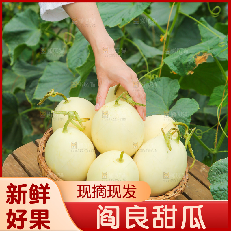 一篮头茬阎良甜瓜