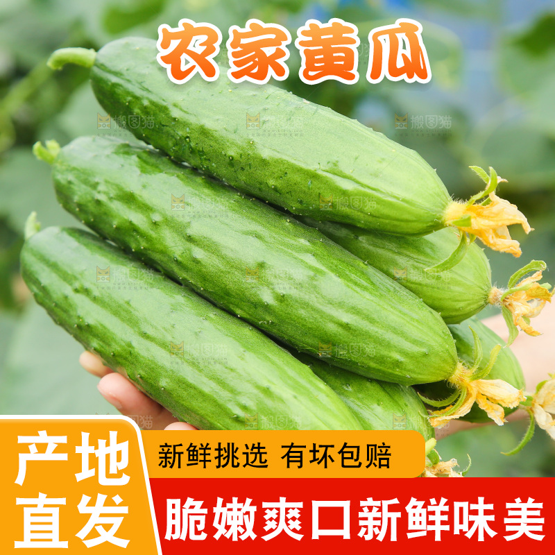 手里捧着旱黄瓜