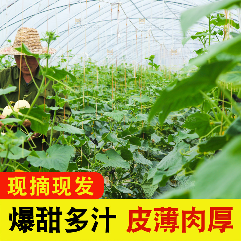 新鲜采摘甜瓜