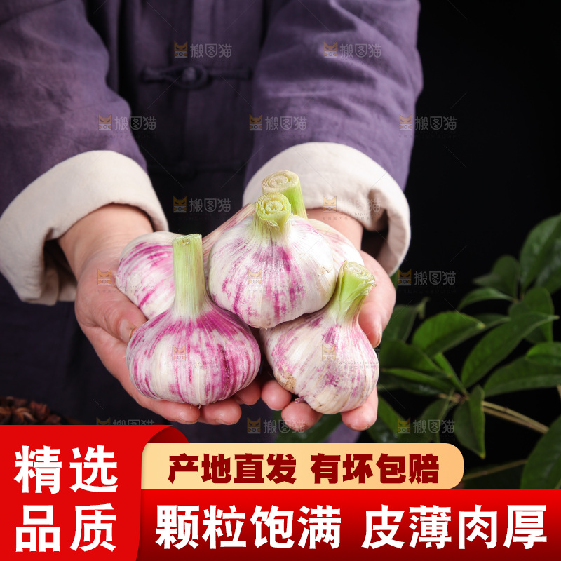 手里捧着紫皮鲜蒜