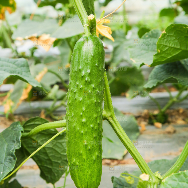 新鲜的旱黄瓜