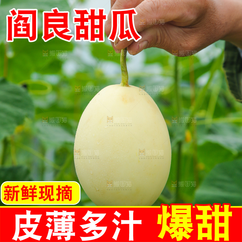 新鲜采摘阎良甜瓜