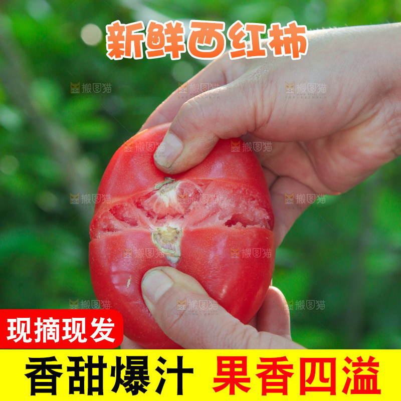 手里掰着沙瓤西红柿