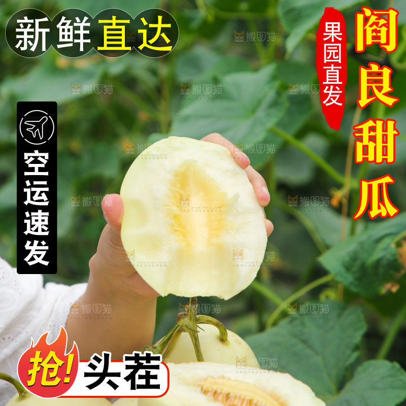 手里拿着阎良甜瓜