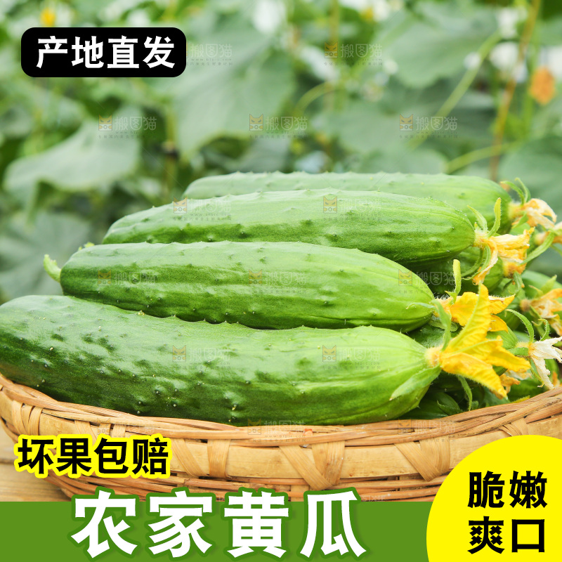 一篮新鲜旱黄瓜
