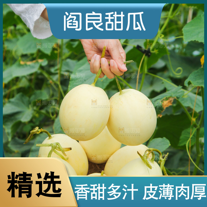 手拿着阎良香瓜