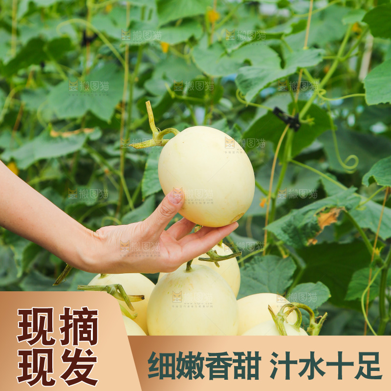 手里拿着阎良甜瓜
