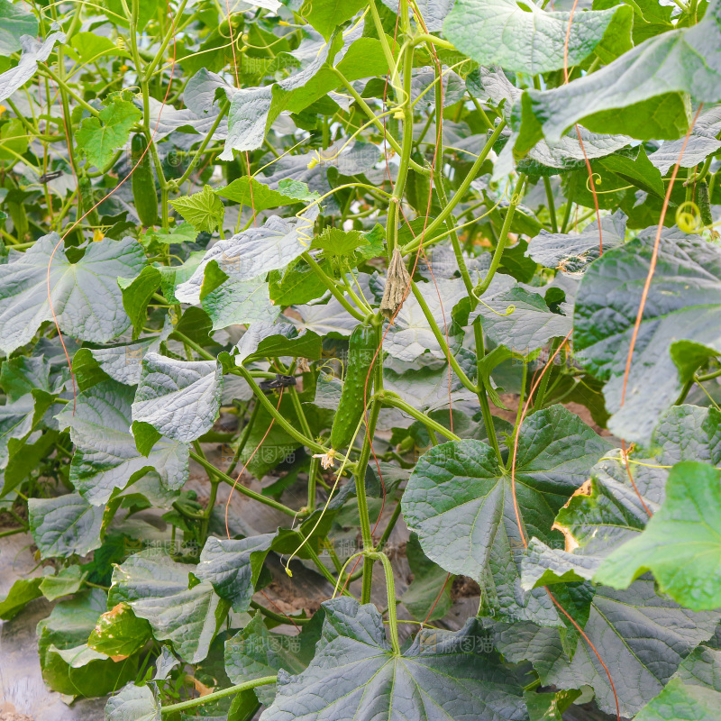 大棚黄瓜种植基地