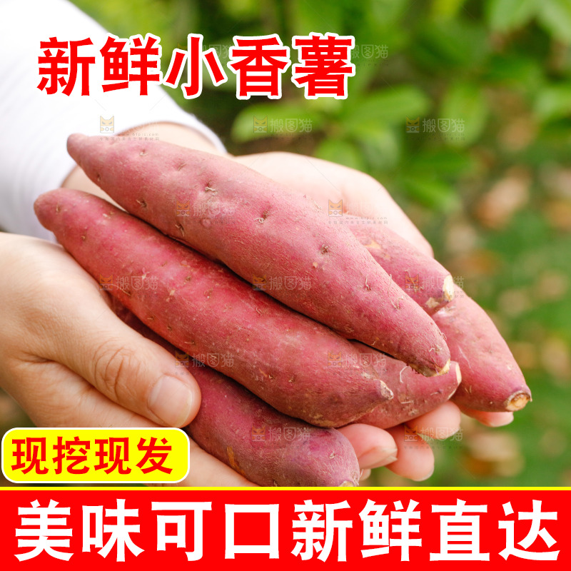 手里捧着天目山小香薯