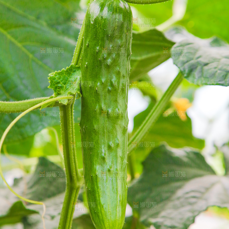 大棚黄瓜种植