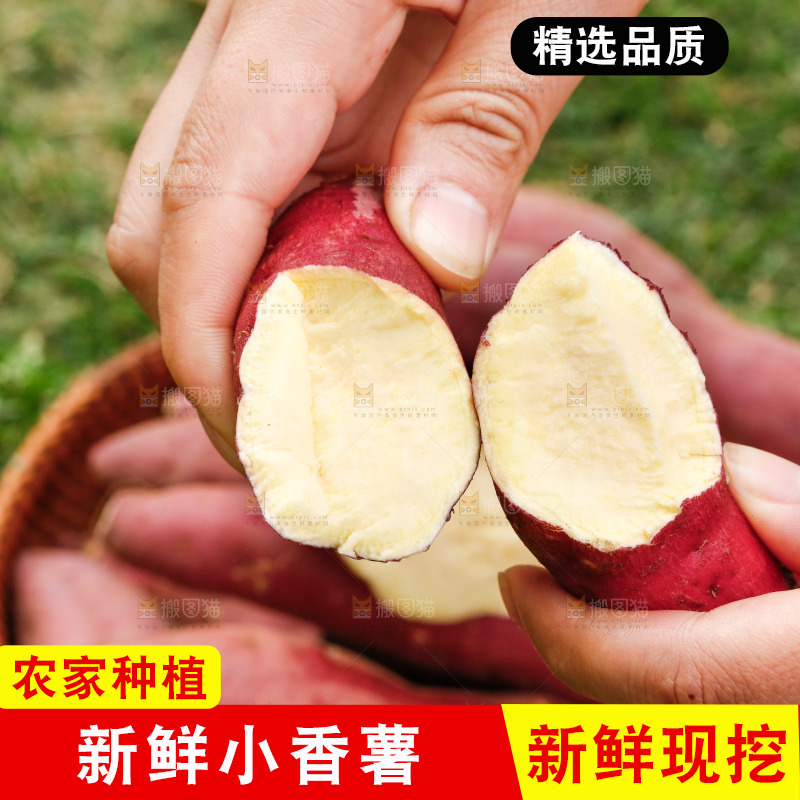 手里拿着小香薯