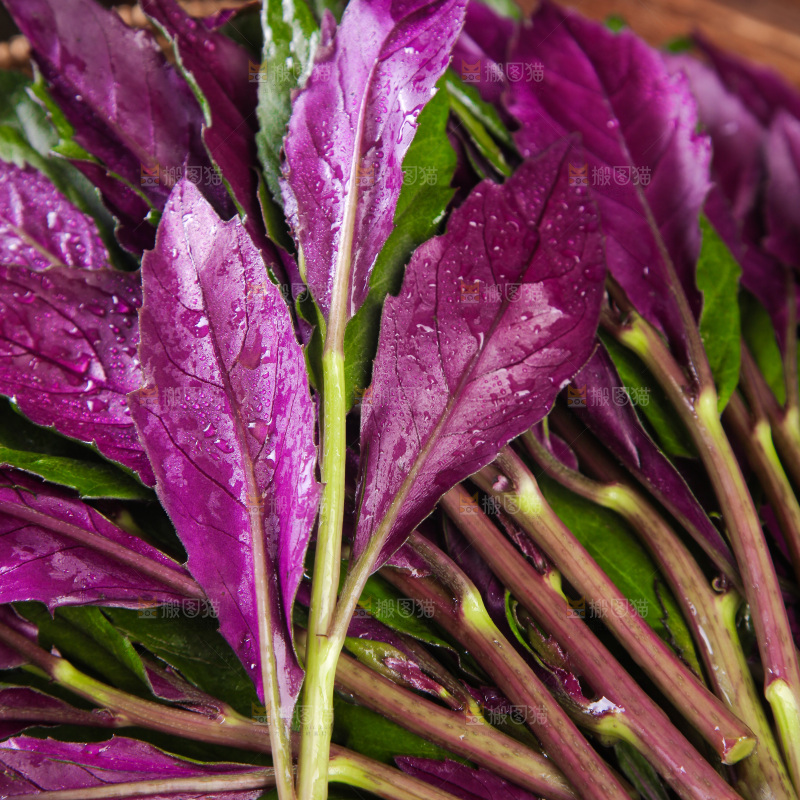 一篮新鲜紫背天葵