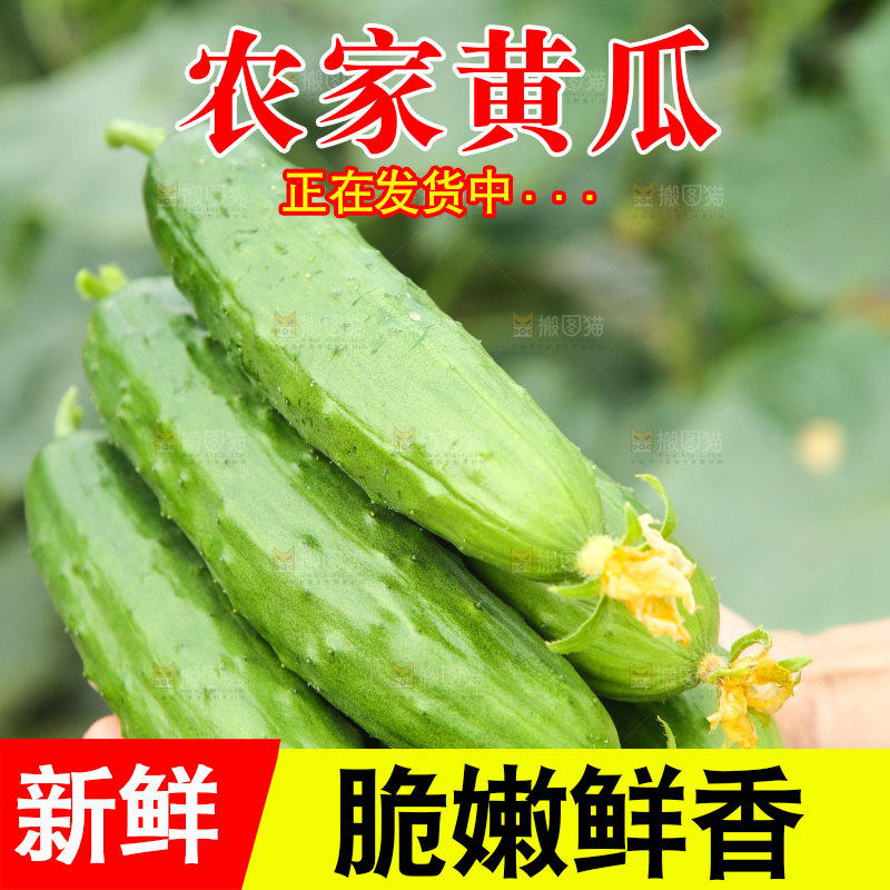 手里捧着旱黄瓜