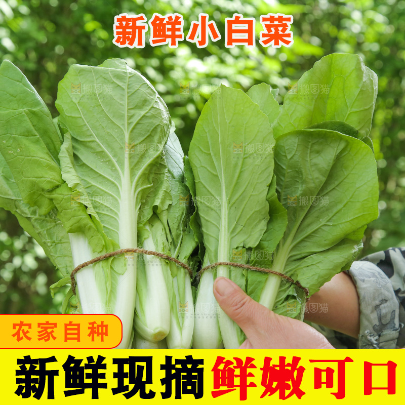 手里拿着小白菜
