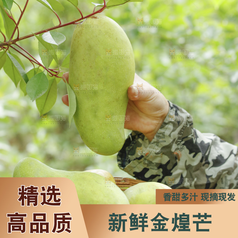 新鲜采摘金煌芒