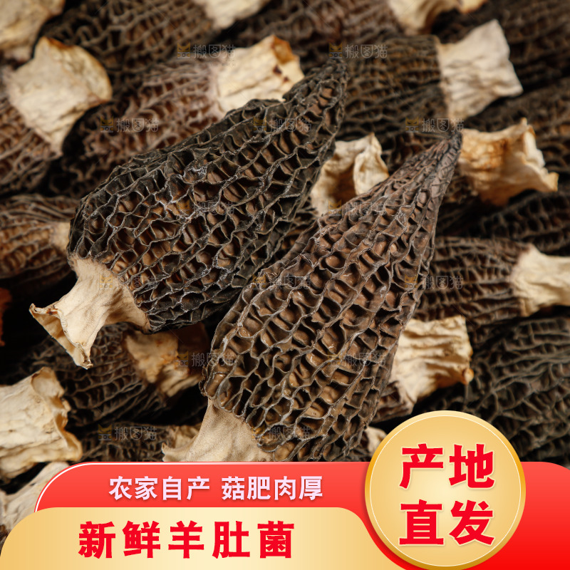 羊肚菌纹理