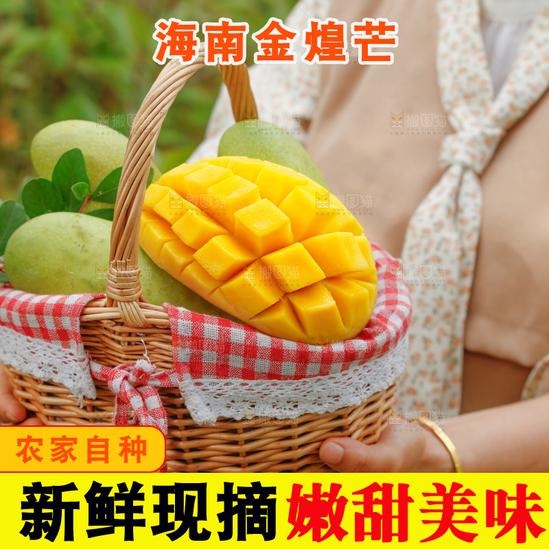 手里端着金煌芒果