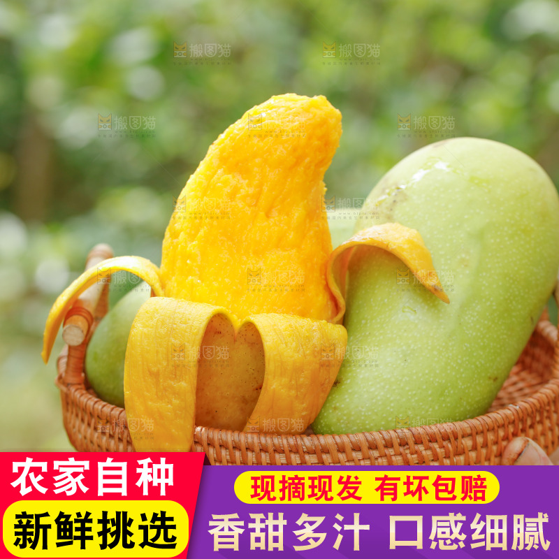 手里端着一篮金煌芒