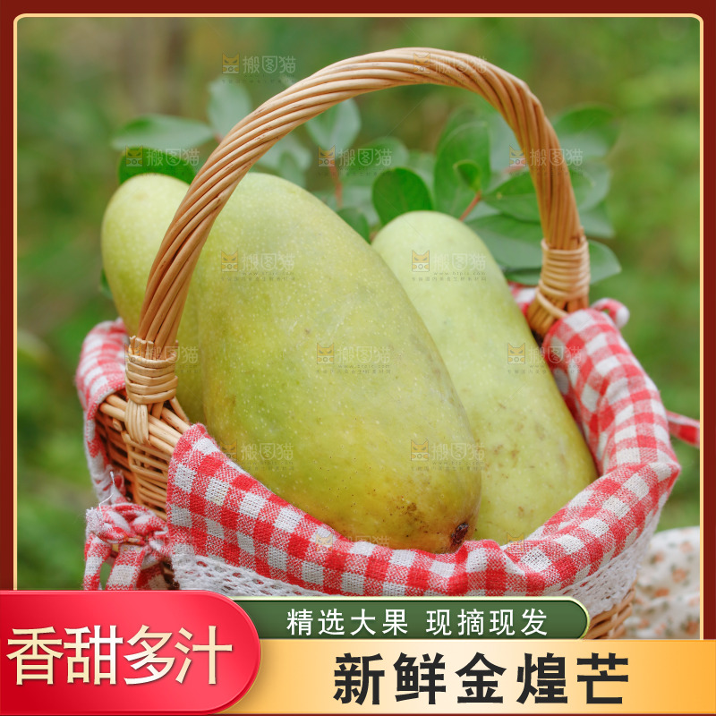 手里端着一篮新鲜金煌芒