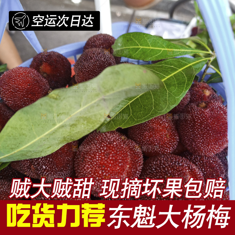 一筐新鲜杨梅