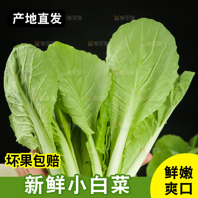 手里拿着杭白菜