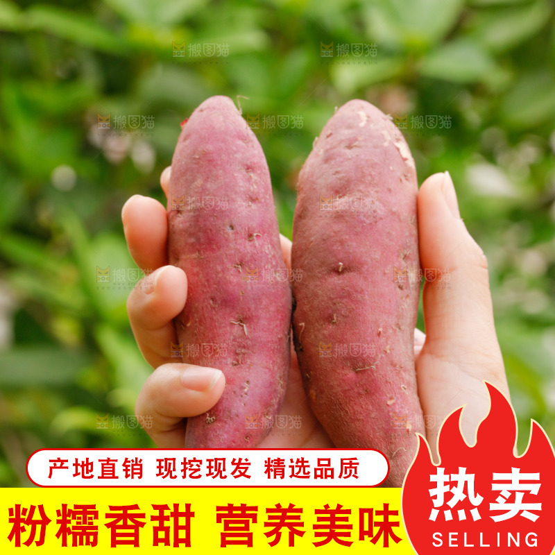 手里拿着小蜜薯