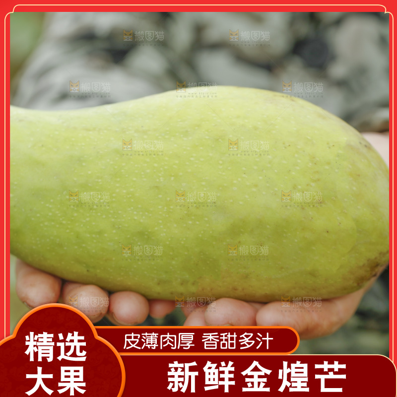 手里捧着青皮金煌芒