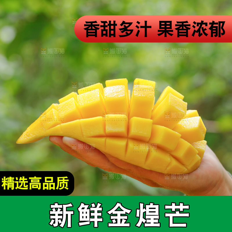 手里拿着金煌芒果肉