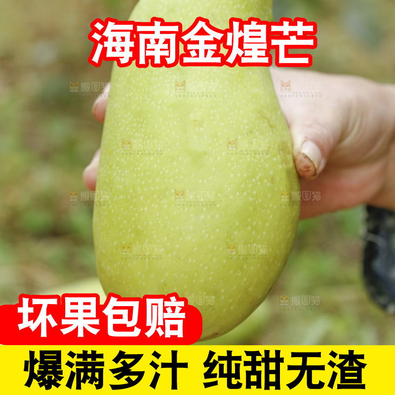 手里拿着青皮金煌芒