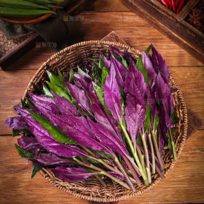 一篮新鲜紫背天葵