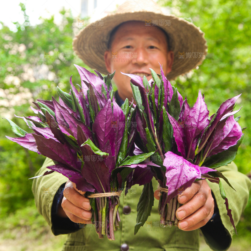 手里拿着紫背菜