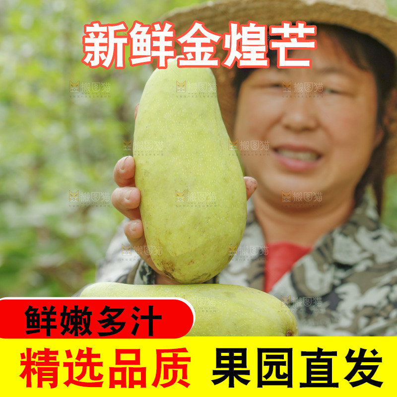 手里拿着金煌芒果