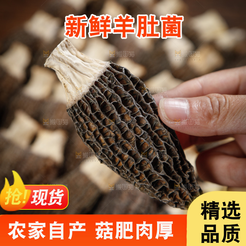 手里拿着羊肚菌
