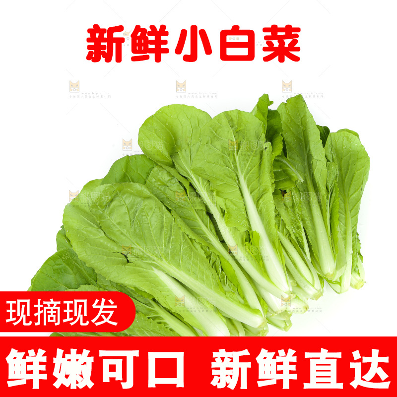 白底上的四季小白菜