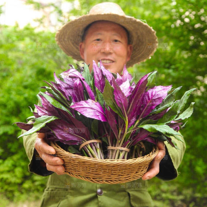 手里端着一篮紫背天葵