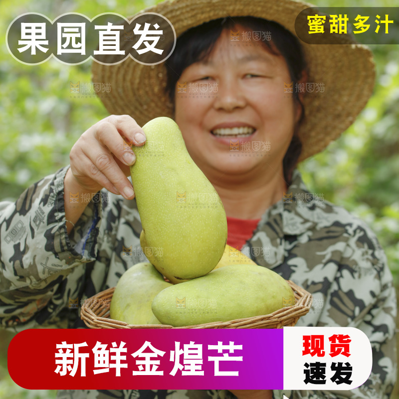手里端着一篮新鲜金煌芒