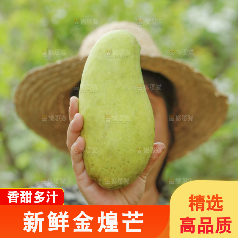 手里拿着大金煌芒
