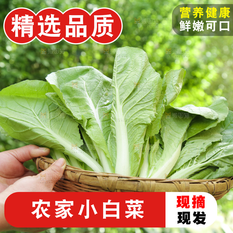 手里端着一篮小白菜