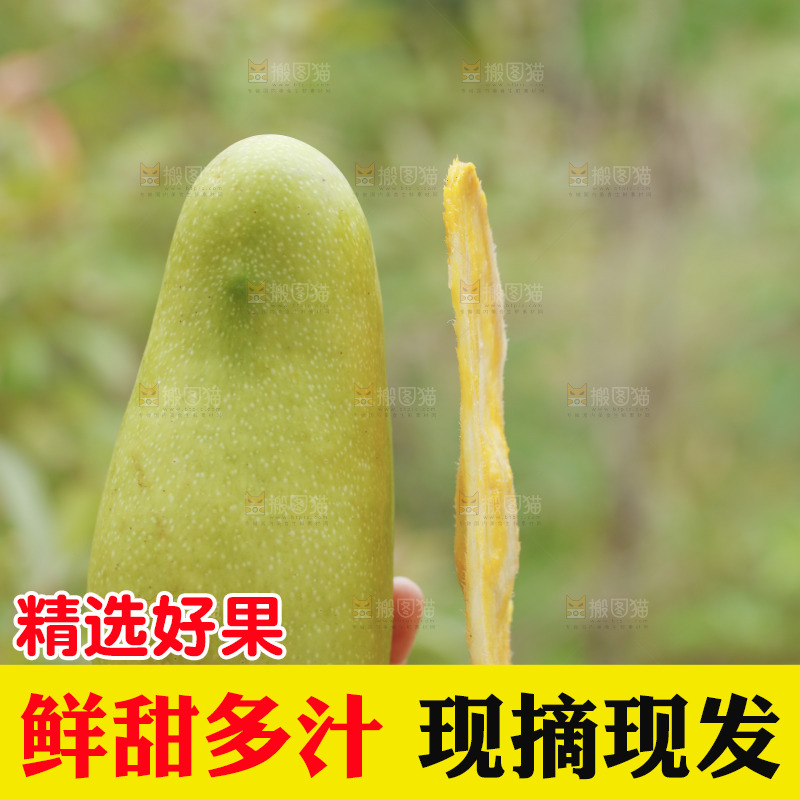 金煌芒和芒果核对比