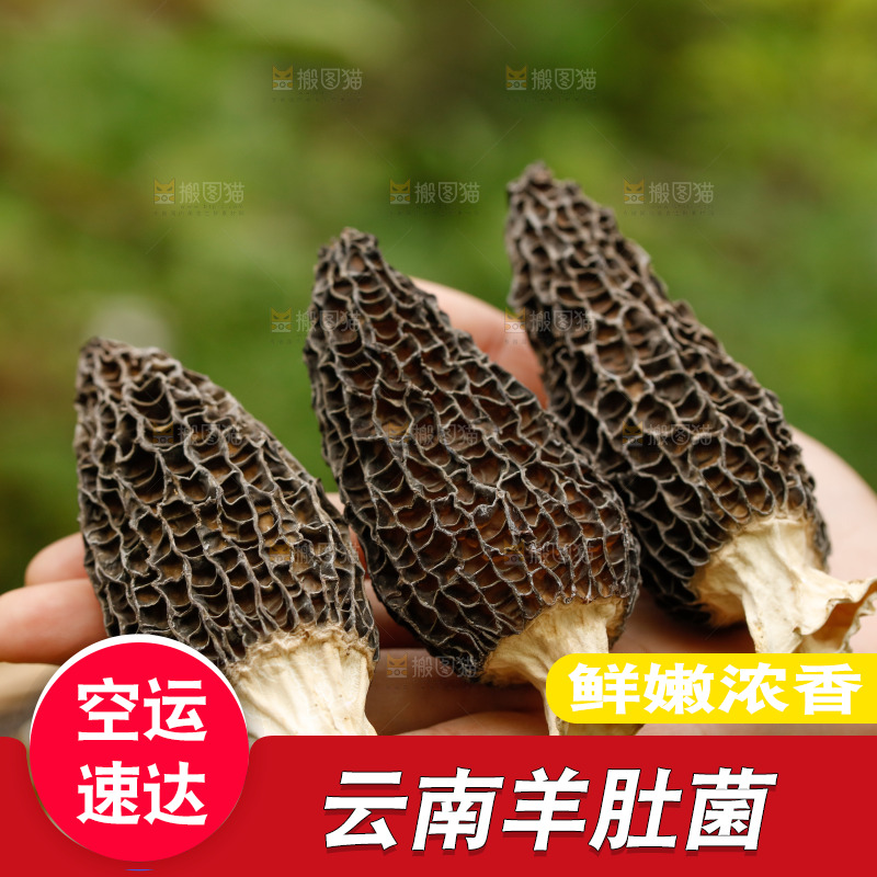 手里拿着羊肚菌
