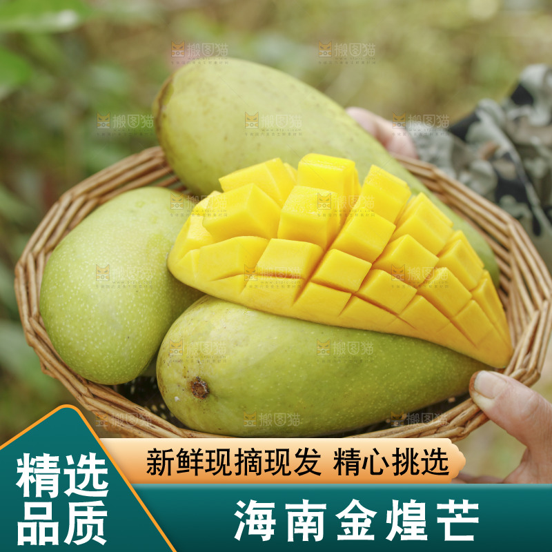 手里端着一篮金煌芒