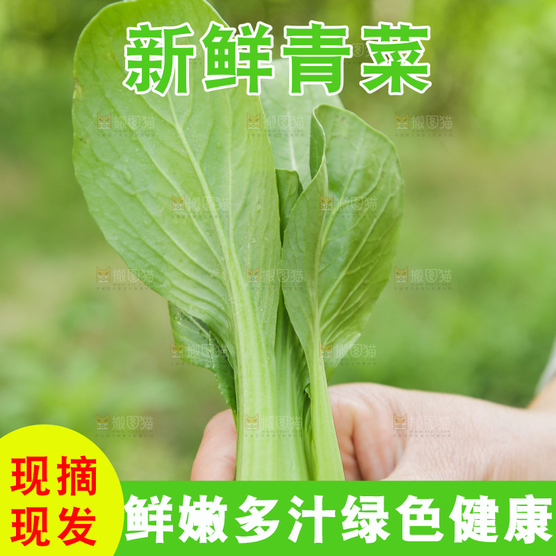 手里拿着小青菜