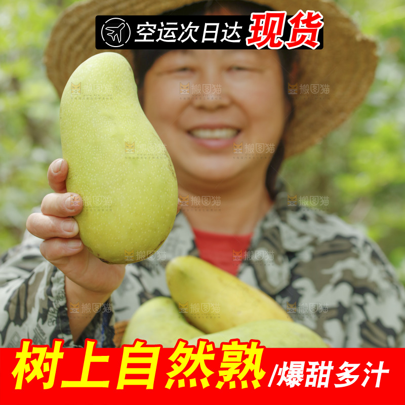 手里拿着金煌芒果