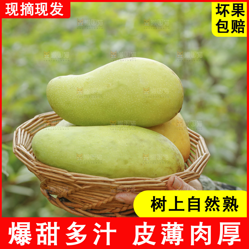 手里端着一篮金煌芒